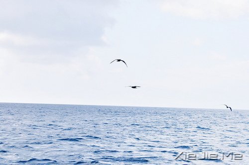 晚安心语:坚强向上,靠近阳光 (1)