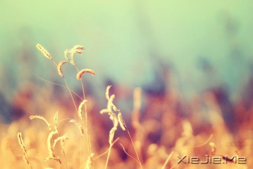 不要艳羡他人,不要输掉自己 (8)