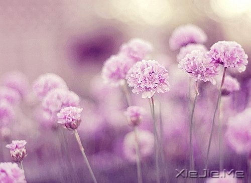 人生旅途,花香满径 (1)