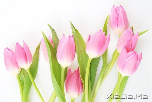 心似莲开,清风自来 (2)