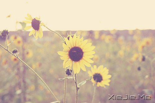 ������һ�ױ��������ĸ裬���Ƕ����Ǹ�������� (4)