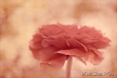 淡然一切,往事如烟 (2)