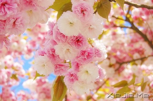 �������Ը���Ϊ�Լ���̫�� (9)