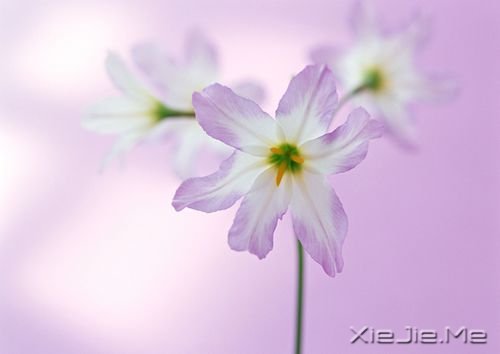 晚安心语:生活就是生下来,活下去 (6)