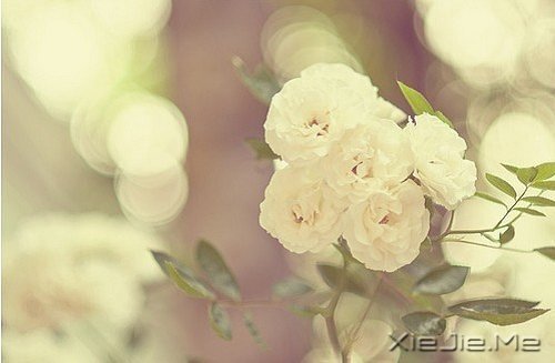 ��������¸����΢Ц��� (2)