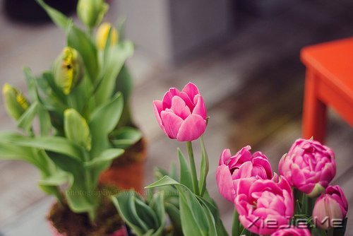 世界上著名的钢琴曲和背后的故事 (3)