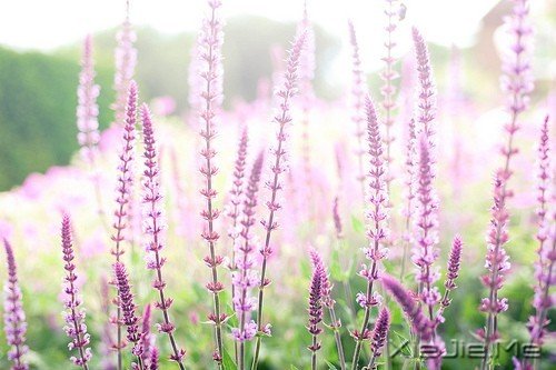 春暖花开做个幸福的人